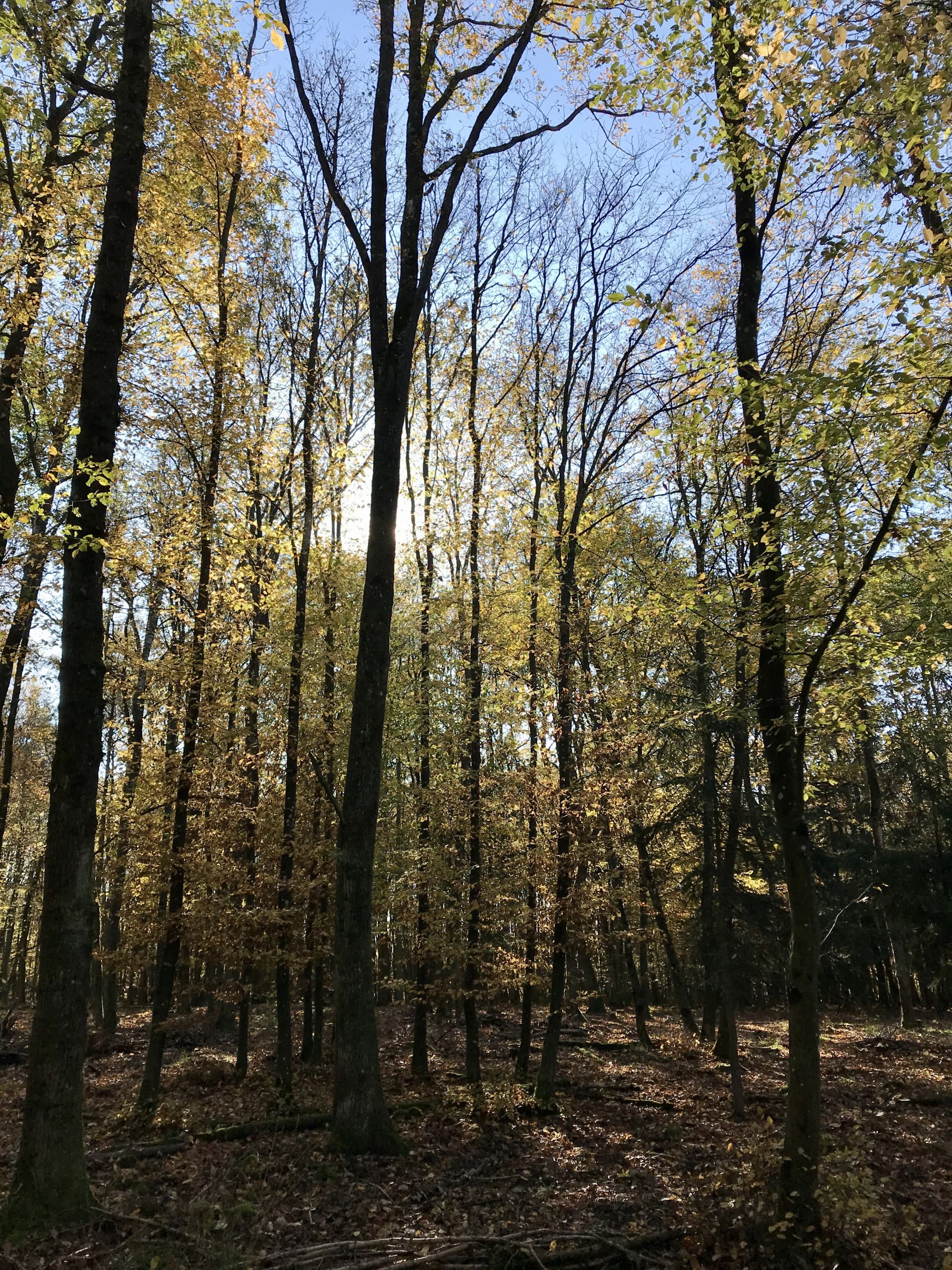 Forêts à vendre, tous nos domaines forestiers IFP